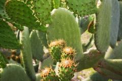 Fichi d'India/Prickly pears