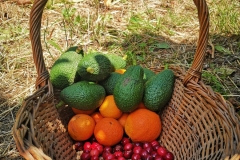 Frutta di Etnalodge//Etnalodge 's fruits